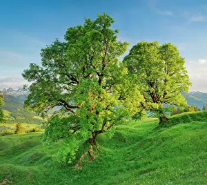 Sycamore: Sycamore maple in mountain spring near Ennetbahl