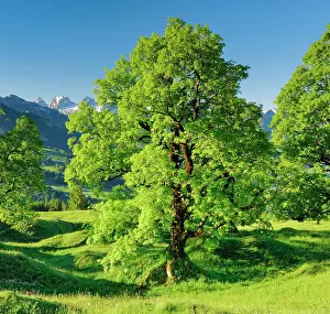 Sycamore: Sycamore maple in front of snow-capped Churfirsten