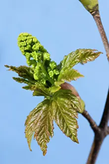 Pseudoplatanus: Sycamore Maple Tree - acorn leaves in spring