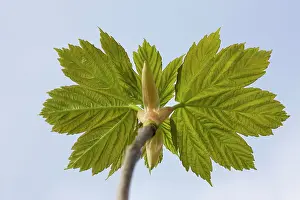 Pseudoplatanus: Sycamore Maple Tree - leaves in spring