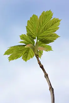 Pseudoplatanus: Sycamore Maple Tree - leaves in spring