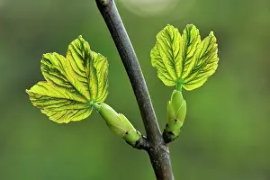 Maples: Sycamore Maple young leaves