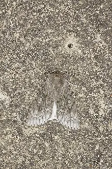 Acronicta: Sycamore Moth