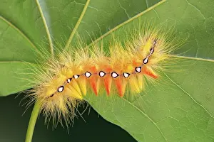 Sycamore: Sycamore moth (Acronicta aceris), caterpillar, Tyrol