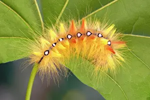 Sycamore: Sycamore moth (Acronicta aceris), caterpillar, Tyrol