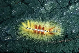 Caterpillars: SYCAMORE MOTH LARVAE / CATERPILLAR