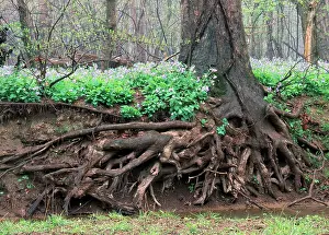Bells: Sycamore Roots and Bluebells