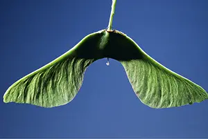 Dispersal: SYCAMORE SEED - close-up
