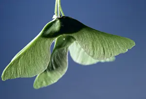 Dispersal: SYCAMORE SEEDS - close-up