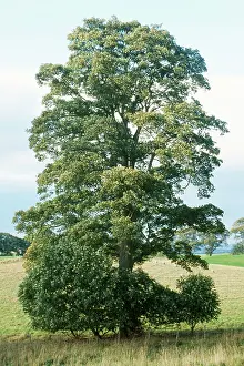 Sycamores: SYCAMORE TREE