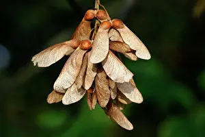 Sycamores: Sycamore Tree - fruits / seeds