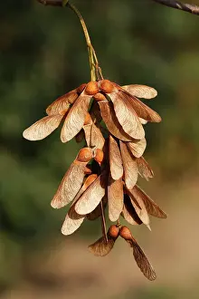 Pseudoplatanus: Sycamore Tree - fruits / seeds