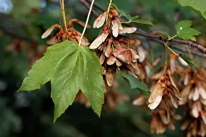Pseudoplatanus: Sycamore Tree - leaf & fruits / seeds