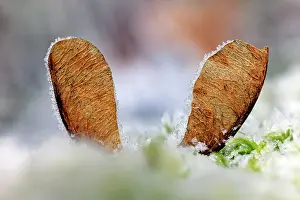 Sycamores: Sycamore Tree - seeds on ground covered in frost