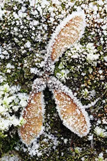 Sycamores: Sycamore Tree - seeds on ground covered in frost