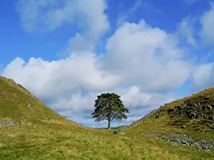Arty: Sycamore Tree - Sycamore Gap