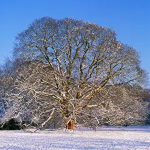 Karin Laub: Sycamore Tree - winter, sequence 4 of 4