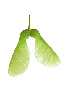 Pseudoplatanus: Sycamore winged seed - close-up