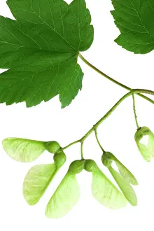 Sycamores: Sycamore - winged seeds and leaves