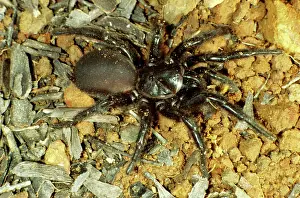 Funnel: Sydney Funnel-web Spider