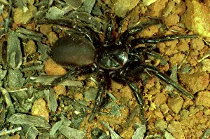 Sydney: Sydney funnel-web spider
