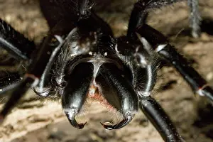 Sydney: Sydney Funnel-Web Spider
