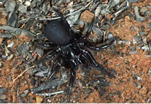 Sydney: SYDNEY FUNNEL-WEB SPIDER