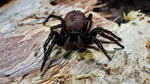 Sydney: A Sydney Funnel Web spider, Atrax robustus. One