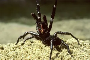 Sydney: Sydney Funnel-web Spider in defensive position