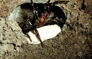 Sydney: Sydney funnel-web spider - female at burrow entrance