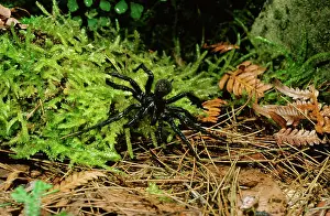 Sydney: Sydney Funnel-web Spider - male