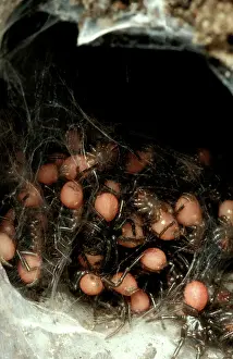 Sydney: Sydney funnel-web spider - spiderlings at burrow entrance