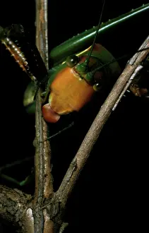 Sydney: Sydney gumleaf katydid - a predatory katydid with