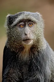 Sykes: Sykes or Blue Monkey, Cercopithecus mitis