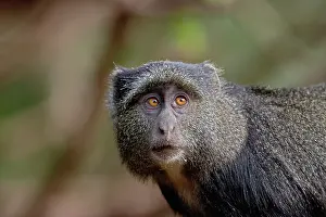 Sykes: Sykes or Blue Monkey, Cercopithecus mitis