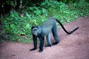 Sykes: Sykes Monkey