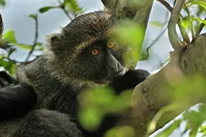 Collared: Sykes monkey / Blue Monkey / Diademed Monkey / Kolb's