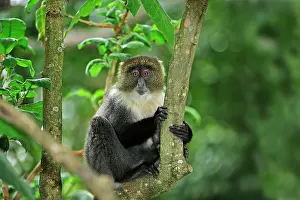 Collared: Sykes monkey / Blue Monkey / Diademed Monkey / Kolb's