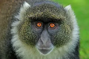 Diademed: Sykes monkey / Blue Monkey / Diademed Monkey Mount
