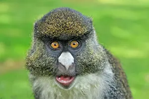 Bred: Sykes Monkey x Red-tailed Monkey - hybrid - controlled