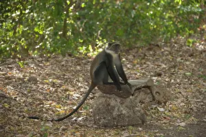 Sykes: Sykes / White-throated / Samango Monkey