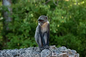 Sykes: Sykes / White-throated / Samango Monkey