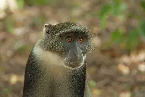 Sykes: Sykes / White-throated / Samango Monkey - Gede