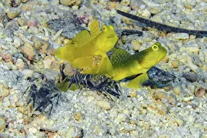 Prawn: Symbiotic behaviour of pair of yellow prawn-goby (