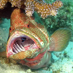 Grouper: Symbiotic behaviour Symbiosis of jewel perch ver