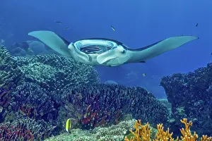 Cleaner: Symbiotic behaviour Symbiosis of reef manta ray (