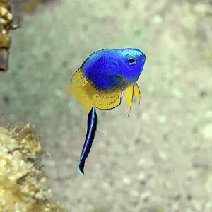 Mauritius: Symbiotic behaviour Symbiosis of small damselfish