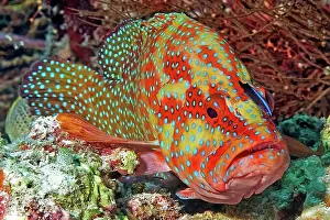 Grouper: Symbiotic behaviour Symbiosis of vermillion seabass