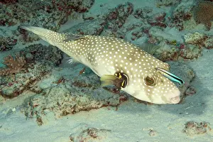 Mauritius: Symbiotic behaviour Symbiosis of white-spotted puffer