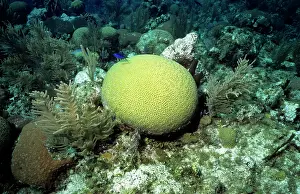 Honduras: Symmetrical Brain Coral